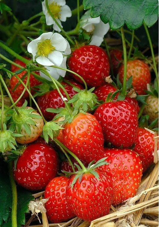 2 BON BON FRAGOLA