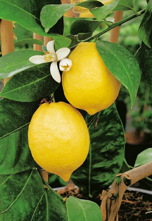2 BON BON LIMONE
